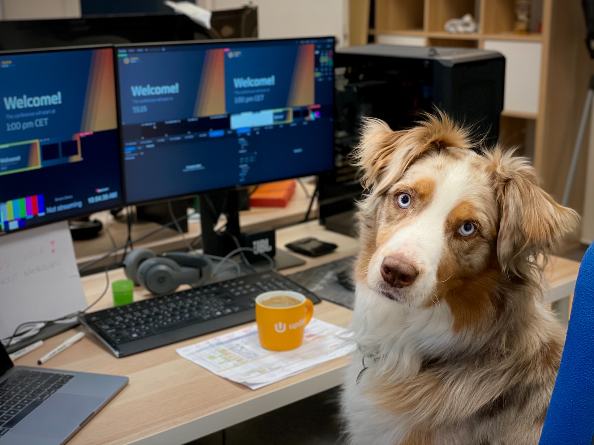 Australian Shepherd