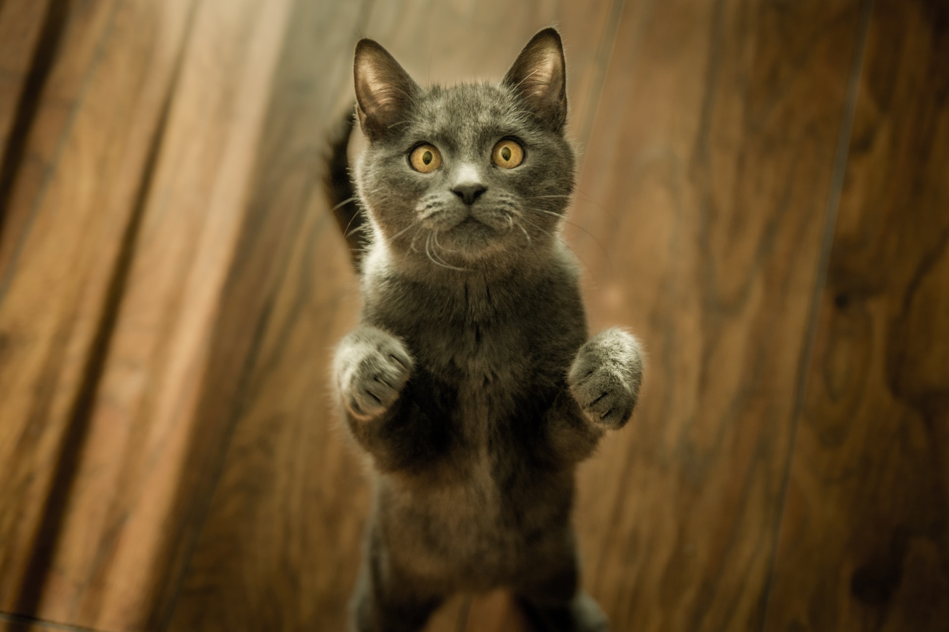 Mon chat perd ses poils, que faire ? Orage de Belmont
