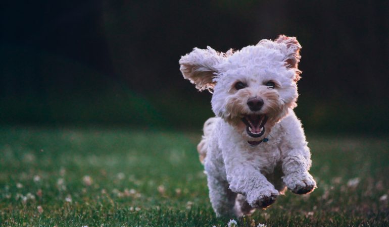 les petits chiens préférés des français