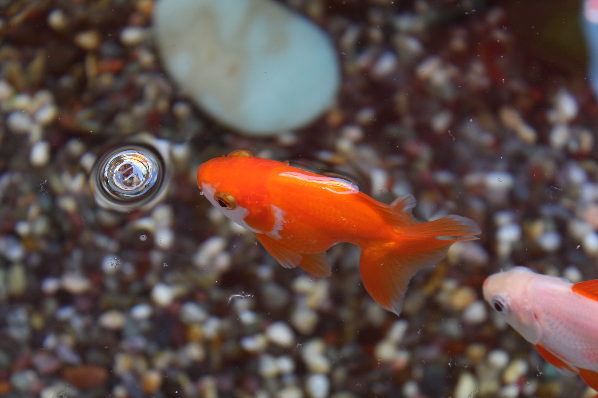 Comment nourrir un poisson rouge ? Orage de Belmont